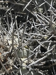 Copiapoa atacamensis