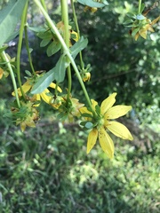 Bidens laevis