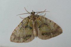 Hydriomena furcata