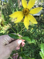 Bidens laevis
