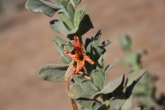 Ruellieae