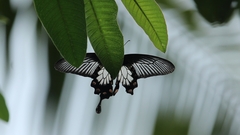 Pachliopta pandiyana