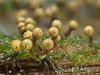 Trichia subfusca - Photo (c) Tyson Ehlers, some rights reserved (CC BY-NC), uploaded by Tyson Ehlers