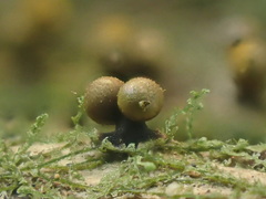 Trichia subfusca