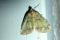 Hydriomena furcata