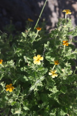 Jamesbrittenia canescens