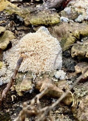 Radulomyces copelandii