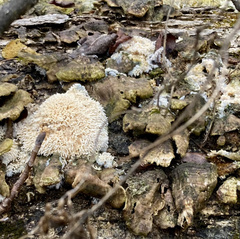 Radulomyces copelandii