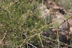 Asparagus pearsonii
