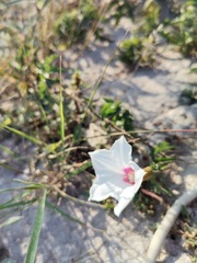 Distimake dissectus dissectus