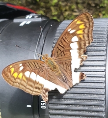 Adelpha alala