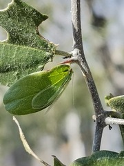 Chrysoperla rufilabris