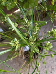Cyperus