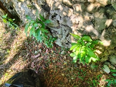 Melicoccus bijugatus