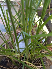 Cyperus