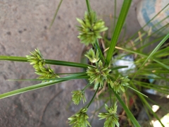 Cyperus