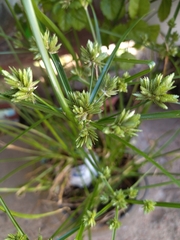Cyperus