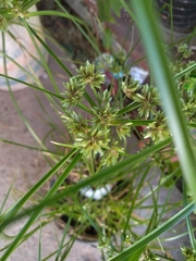 Cyperus