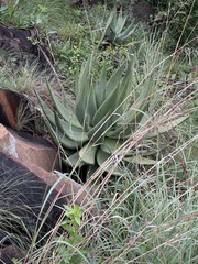 Aloe marlothii marlothii
