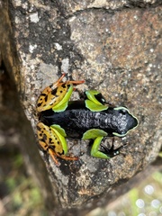 Mantella baroni