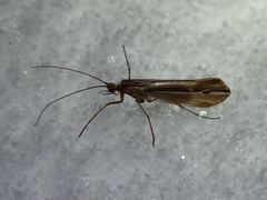 Psychoglypha