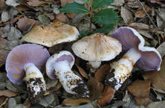 Cortinarius caligatus
