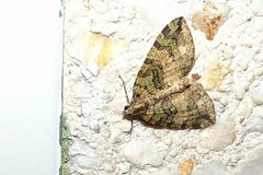 Hydriomena furcata