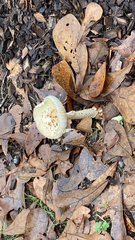 Amanita citrina