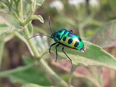 Chrysocoris