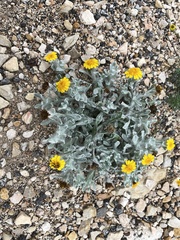 Thymophylla micropoides