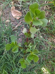 Portulaca oleracea