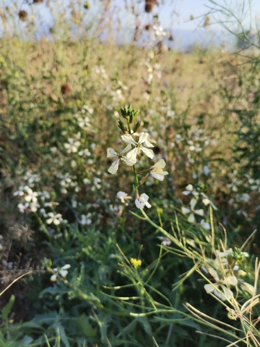 Eruca sativa, photograph 2