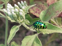 Chrysocoris