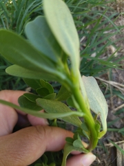 Portulaca oleracea