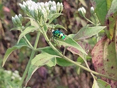 Chrysocoris