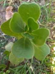 Portulaca oleracea