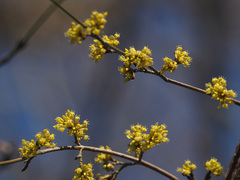 Cornus mas