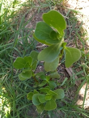 Portulaca oleracea