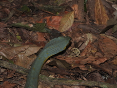 Xenodon werneri
