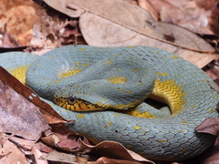 Xenodon werneri
