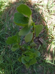 Portulaca oleracea