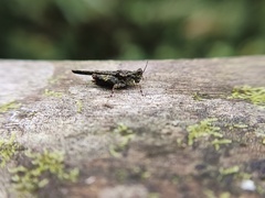 Lamellitettigodes contractus