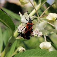 Lygaeus reclivatus