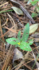 Calyptocarpus vialis