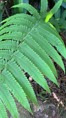 Pelazoneuron kunthii