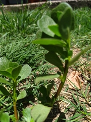 Portulaca oleracea