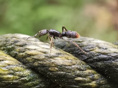 Pseudoneoponera rufipes