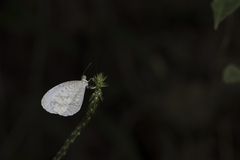 Leptosia nina niobe