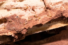 Odontotermes formosanus