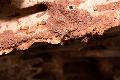 Odontotermes formosanus